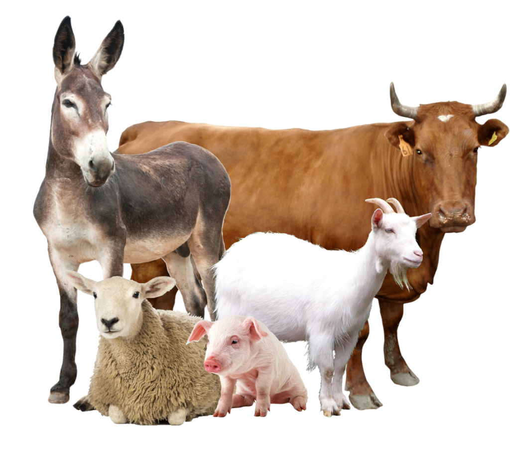 verzorging landbouwhuisdieren