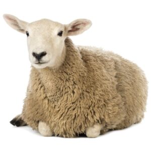 schapenvoeding