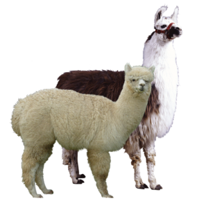 lama/alpaca voeding