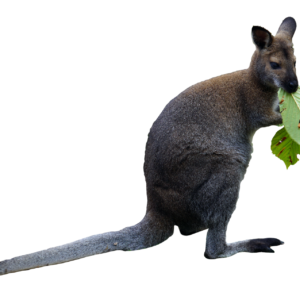 kangoeroe voeding