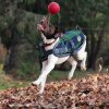 Jolly Ball Romp-n-Roll Blauw - Afbeelding 4