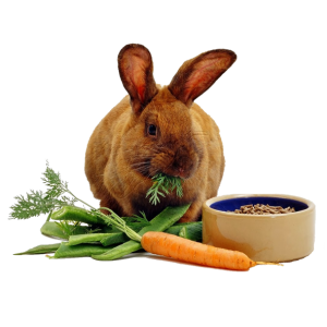 voeding konijn