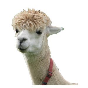 alpaca / lama