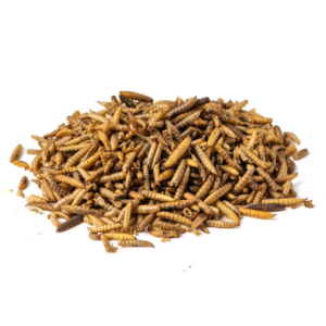 Black Soldier Fly 5kg